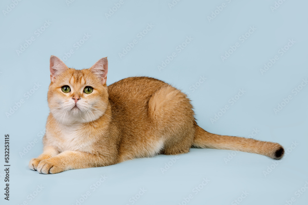 Scottish straight golden shaded chinchilla male cat with green eyes in a magnificent thick coat on an blue background in a lying position Stock Photo | Adobe Stock