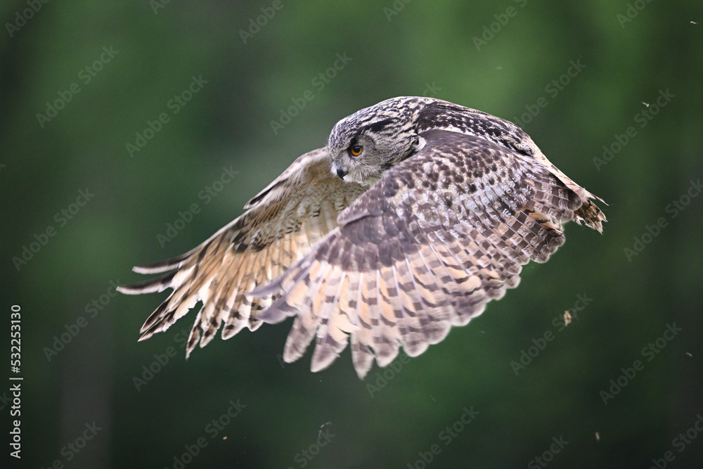 Fototapeta premium Eurasian eagle-owl flying in the forest