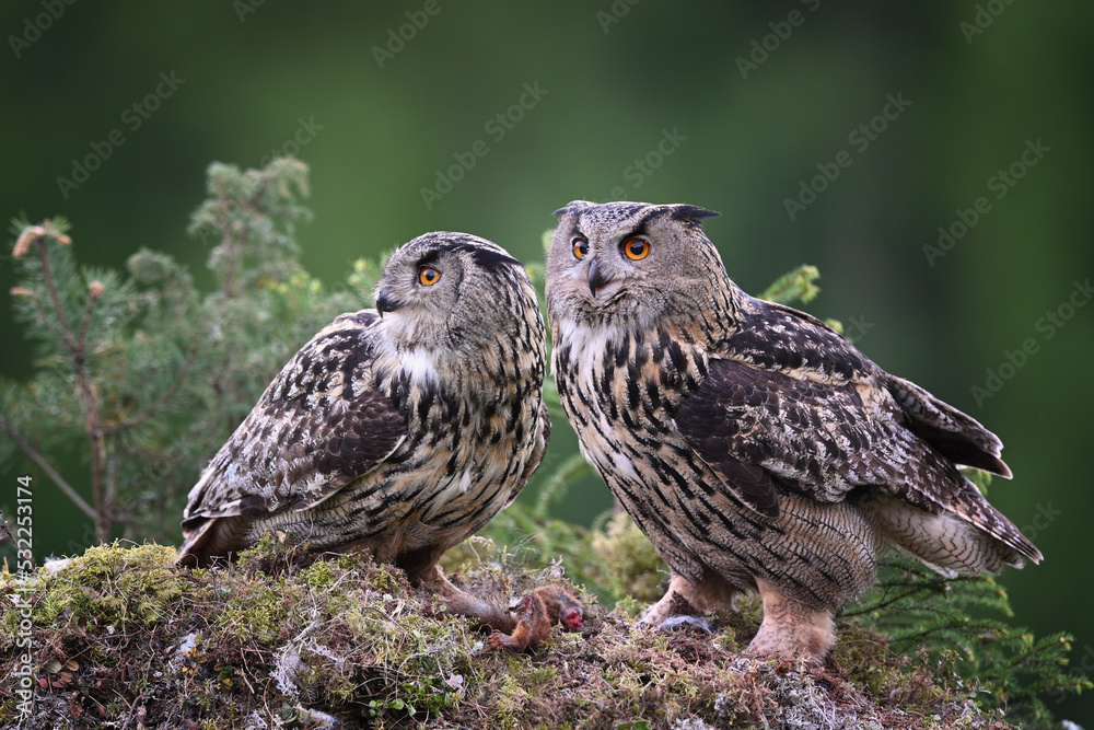 Couple Eurasian eagle-owl male and female sitting together on the moss ground in the forest Couple Eurasian eagle-owl male and female sitting together on the moss ground in the forest