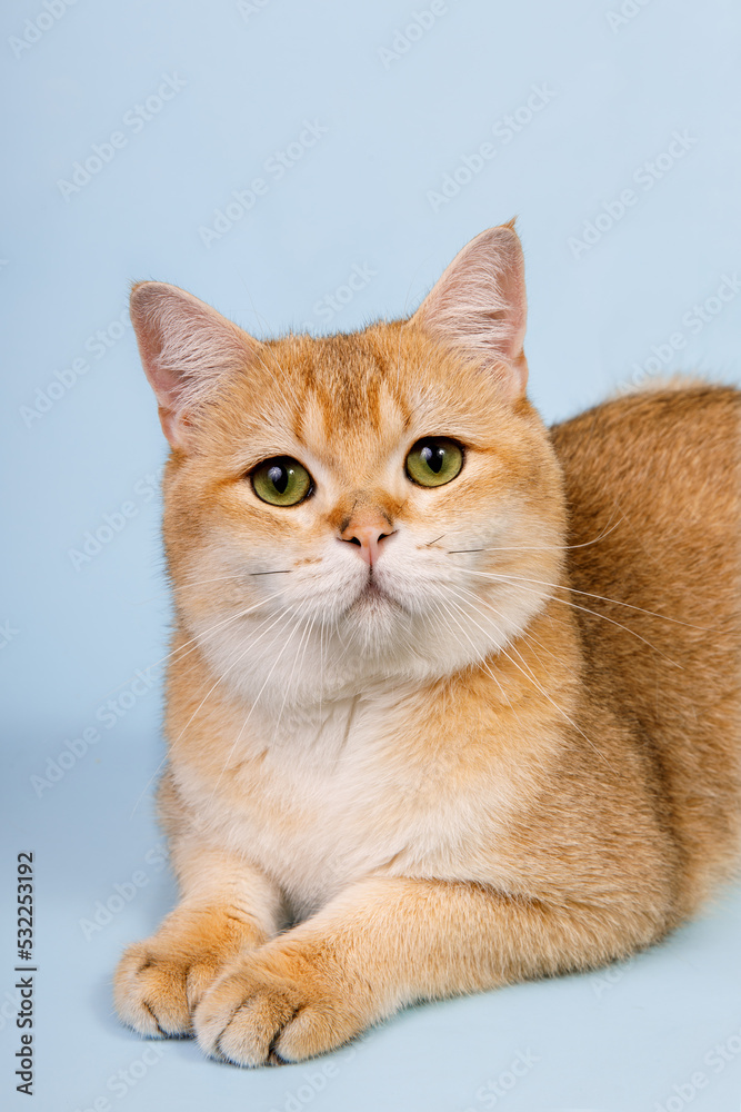 Scottish straight golden shaded chinchilla male cat with green eyes in a magnificent plush thick coat on an blue background in a lying position 