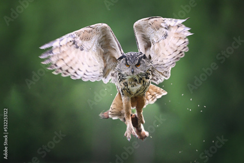 Eurasian eagle-owl flying in the forest