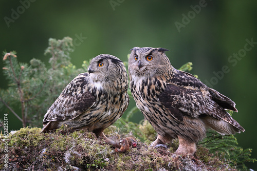 Couple Eurasian eagle-owl male and female sitting together on the moss ground in the forest