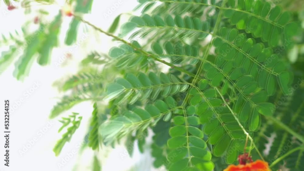 tamarind and leaf on the tree, leaves for the background, green background. tamarind and leaf on the tree, leaves for the background, green background.
