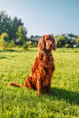 Happy Irish setter dog sits on a nature green grass and looking away in summer meadow against blurred scenery, outdoors