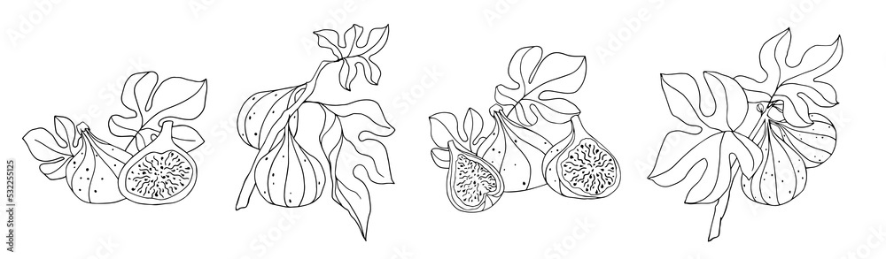 Set of botanical line sketches of fig fruits.
Vector graphics.