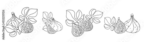 Set of botanical line sketches of fig fruits. Vector graphics.