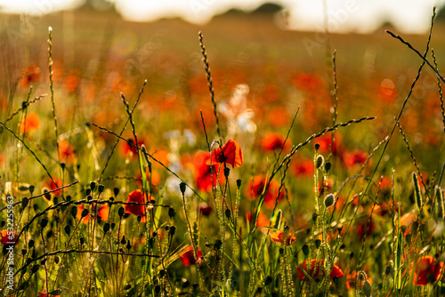 Poppy fields.