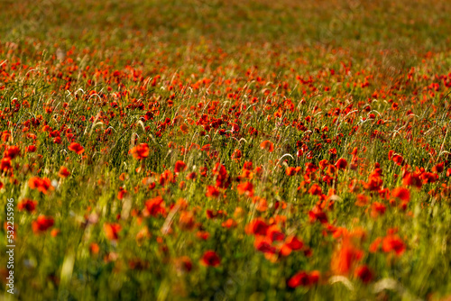 Poppy fields