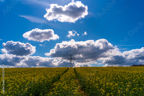 Rapeseed field on Sussex Downs