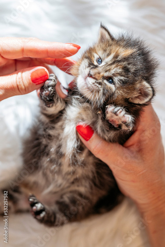 Woman's hand caressing a several day old newborn kitten