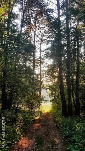 alley in the forest at sunset