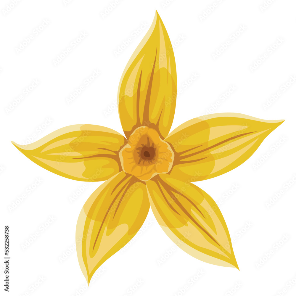 Vanilla flower. Realistic vector isolated design element. Nature spice. Yellow blossom