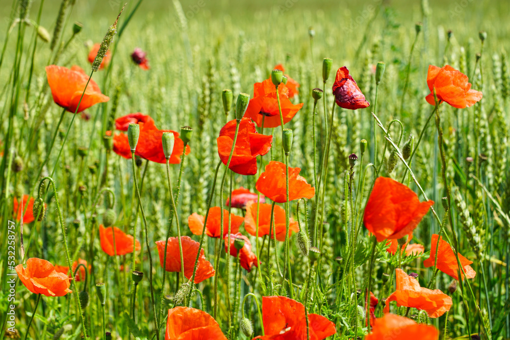 Fototapeta premium Closeup of red poppy flowers in the blurred background of a rye field