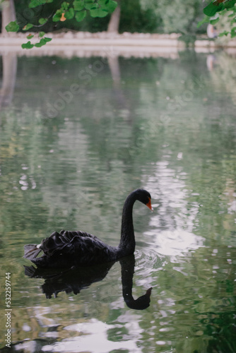 Fototapeta Naklejka Na Ścianę i Meble -  Black swan swimming on a pond vertical photo. A lone beautiful bird floating on a lake, river in summer, reflecting on the surface of the water. Waterfowl in pond in nature reserve, zoo, wildlife park