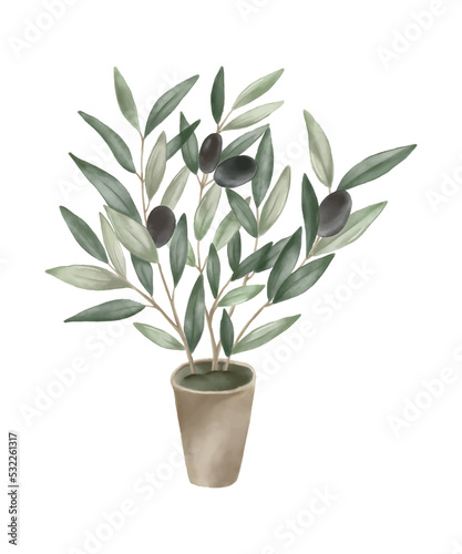 Olives tree in a clay pot isolated on white background. Home plant decor element. Olive logo