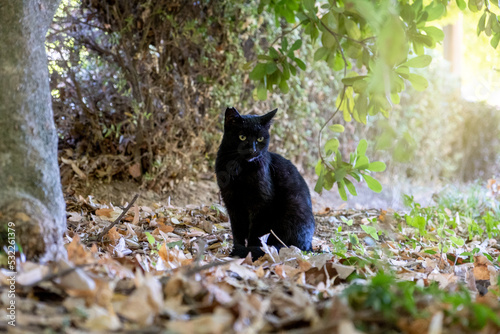 Portrait of a black cat on the grass in a park in Europe