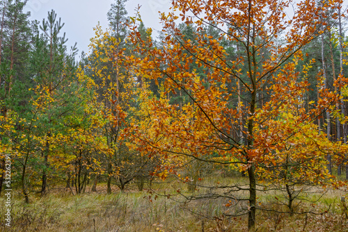 Fototapeta Naklejka Na Ścianę i Meble -  Autumn pine forest at Tsarychanka forestry, Dnepropetrovsk Area, Ukraine.