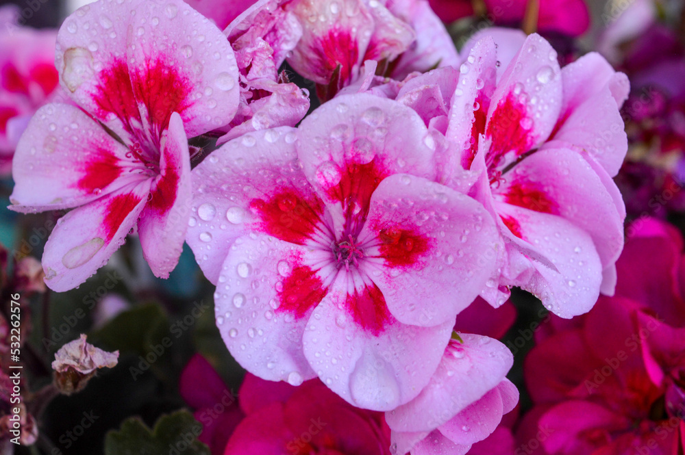 Fototapeta premium pink geranium close up with rain drops blooming in summer