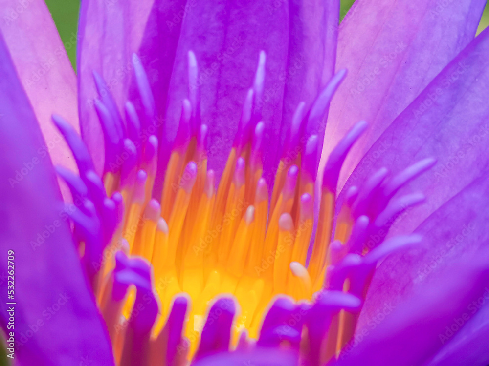 blooming lotus pinkish purple with yellow stamens it s a