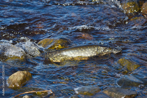 Bild auf Leinwand Northern pike (esox lucius) swimming in small stream in spring while migrating to spawn