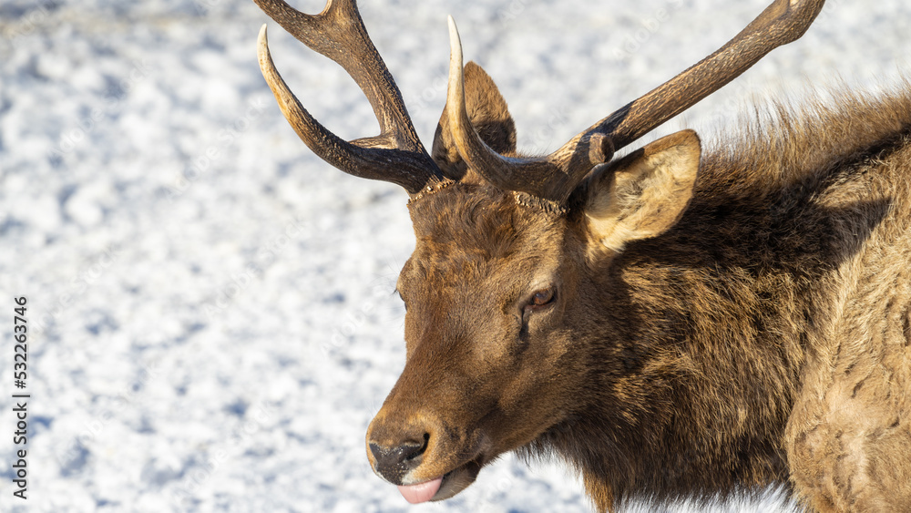 The head of a male maral or wapiti or deer with antlers or horns protruding tongue close-up. Copy space or place for text