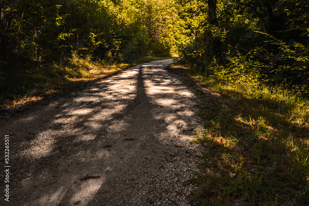 Obraz premium The Monticolo forest landscape in South Tyrol.