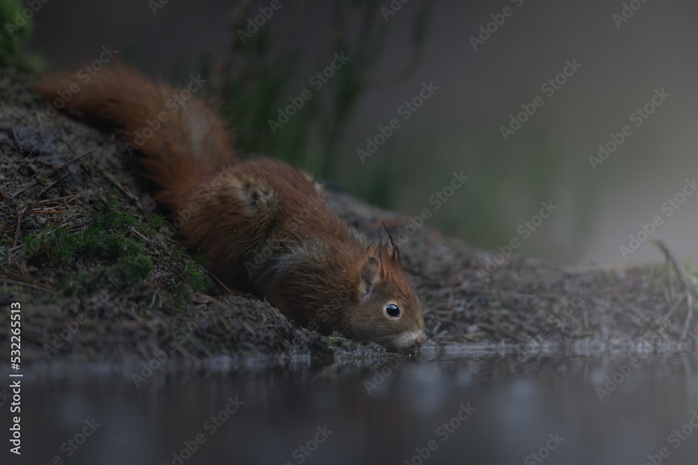 Drinking squirrel Drinking squirrel