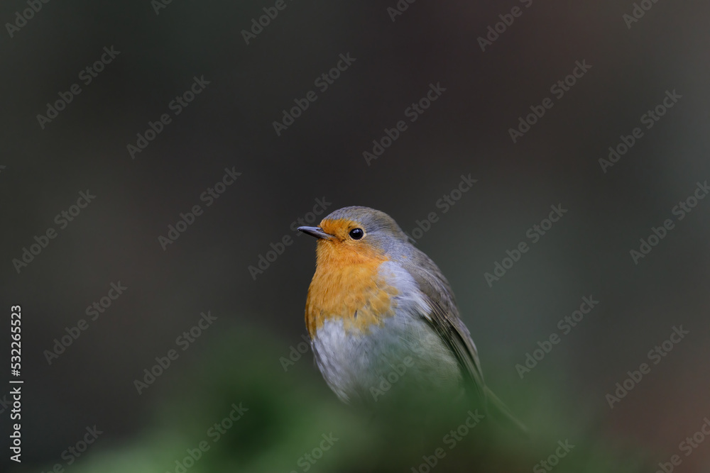 European robin, Roodborst, Erithacus rubecula European robin, Roodborst, Erithacus rubecula