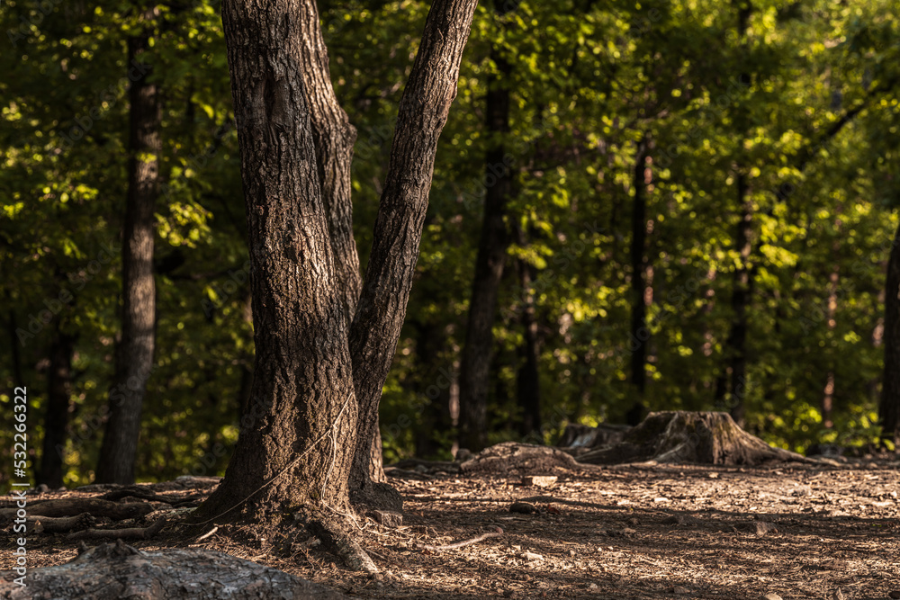 The Monticolo forest landscape in South Tyrol. The Monticolo forest landscape in South Tyrol.