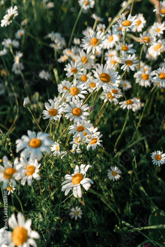 field of daisies