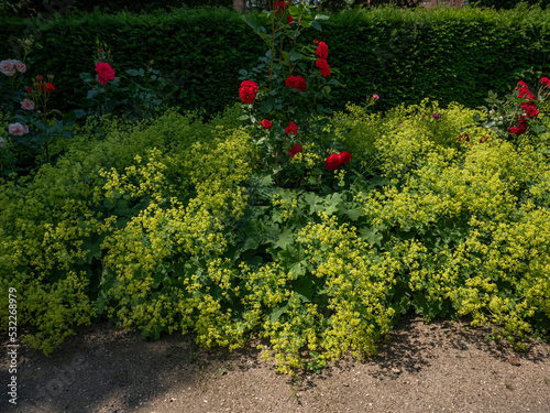 Rosefield photo