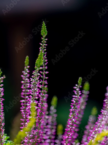 Selective focus of purple flowers Calluna vulgaris the garden   Heath  ling or simply heather is the sole species in the genus Calluna in the flowering plant family Ericaceae  Nature floral background