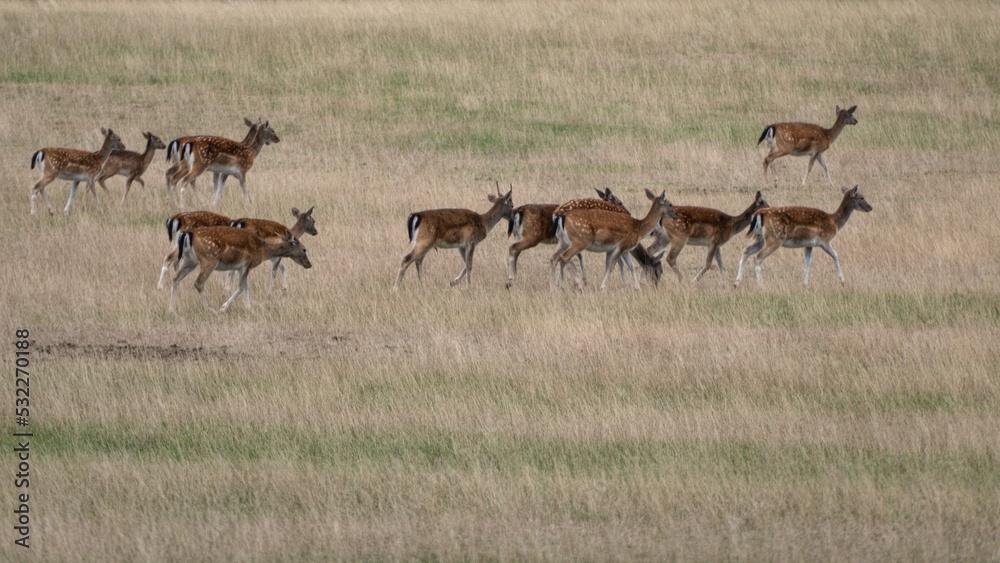 fallow deer on a grassy meadow fallow deer on a grassy meadow
