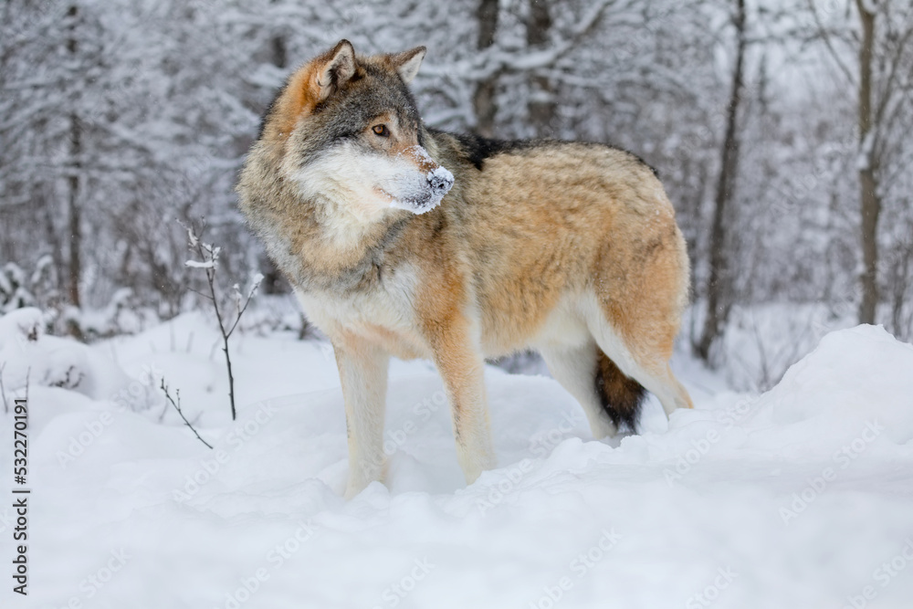 Wolf standing in the snow in beautiful winter forest in the evening Wolf standing in the snow in beautiful winter forest in the evening