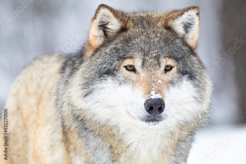 Close-up portrait of a wolf in the cold winter