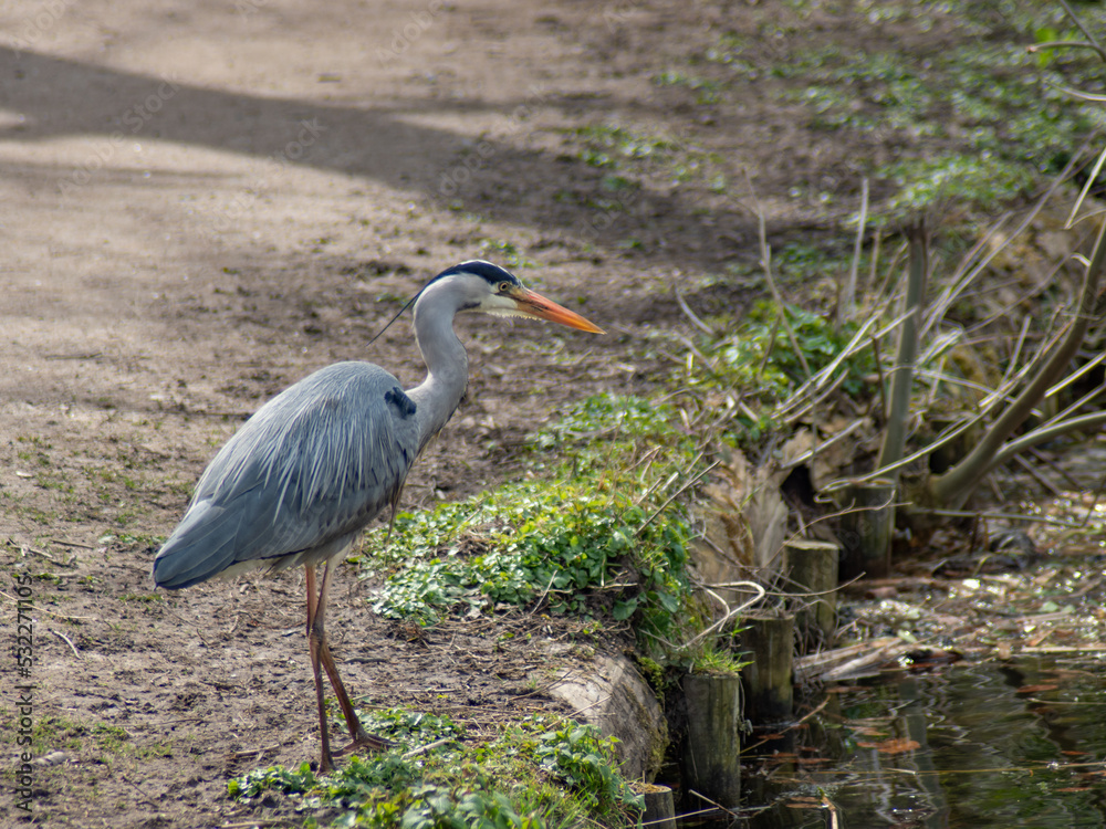 Naklejka premium heron