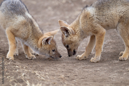 Africa, Tanzania. Two black-backed jackal pups look at something interesting on the ground. © Danita Delimont