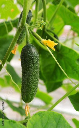 Growing cucumber plant  in the garden.