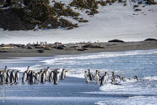 South Georgia Island. King penguins and Seals at Right Whale Bay