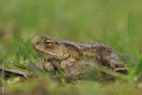 Closeup on a common European toad, Bufo bufo in the garden