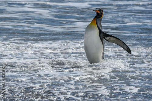 South Georgia Island. King penguins emerging from the ocean.