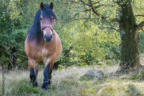 Fototapeta Naklejka Na Ścianę i Meble -  Ardenner horse in a meadow under a birch tree