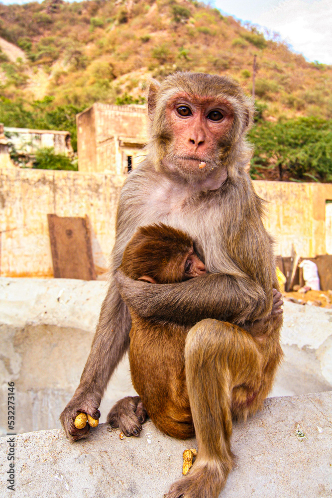 Jaipur, India. Macaque with baby.