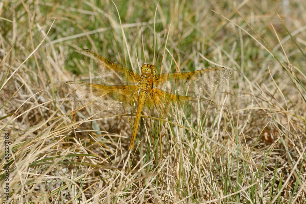 Yellow-winged darter (Sympetrum flaveolum) on the grass Yellow-winged darter (Sympetrum flaveolum) on the grass