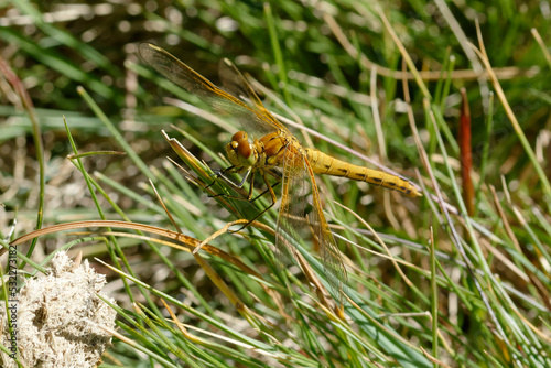Yellow-winged darter (Sympetrum flaveolum) on the grass © André LABETAA