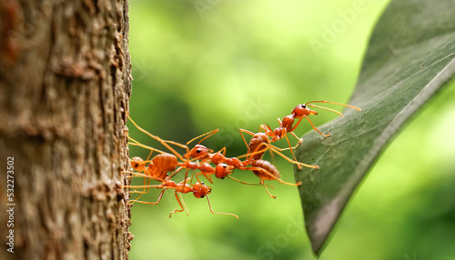 Ant bridge unity team, Ants help to carry food, Concept team work together. Red ants teamwork. unity of ants.                              © surasak