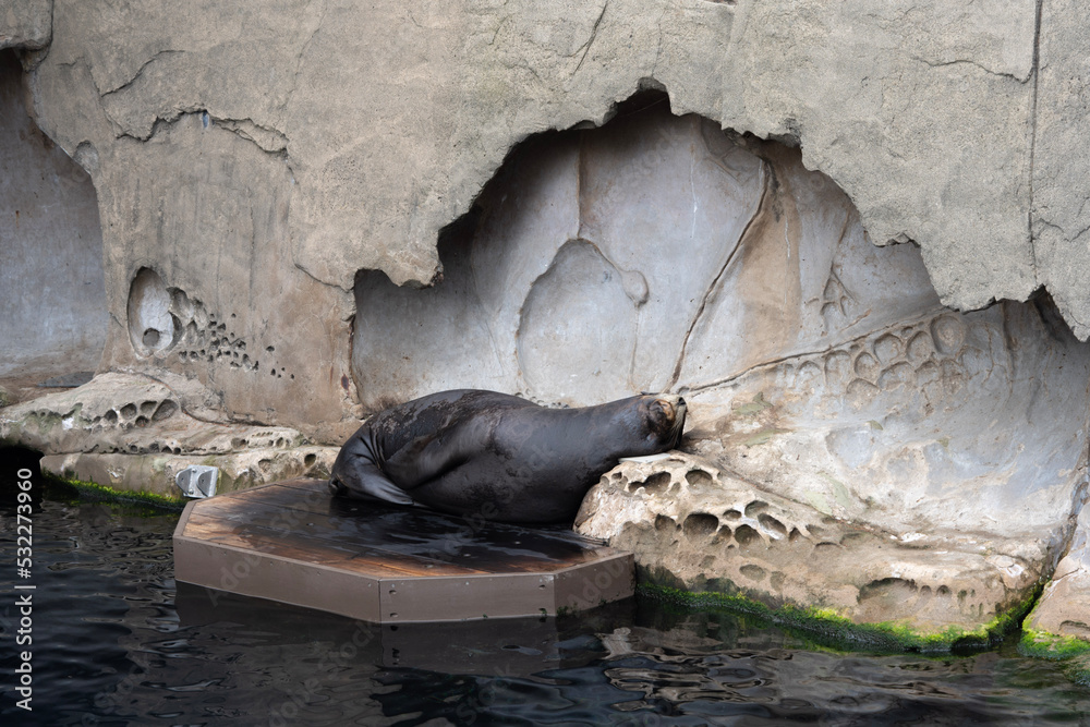 Fototapeta premium アザラシ オットセイ 昼寝 水族館 可愛い