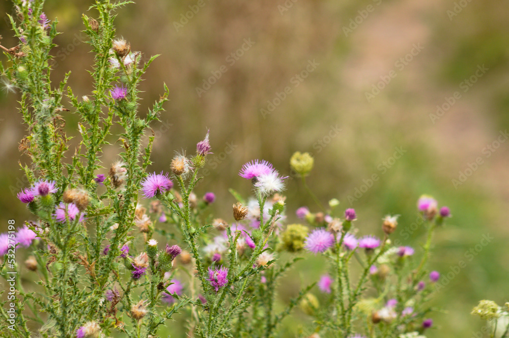 Close-p of spiny plumeless thistle flowers and seeds with selective focus on foreground