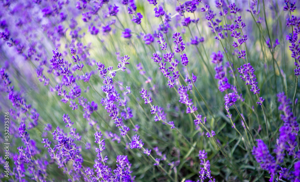 Naklejka premium Selective and soft focus on lavender flower, beautiful lavender flower in summer