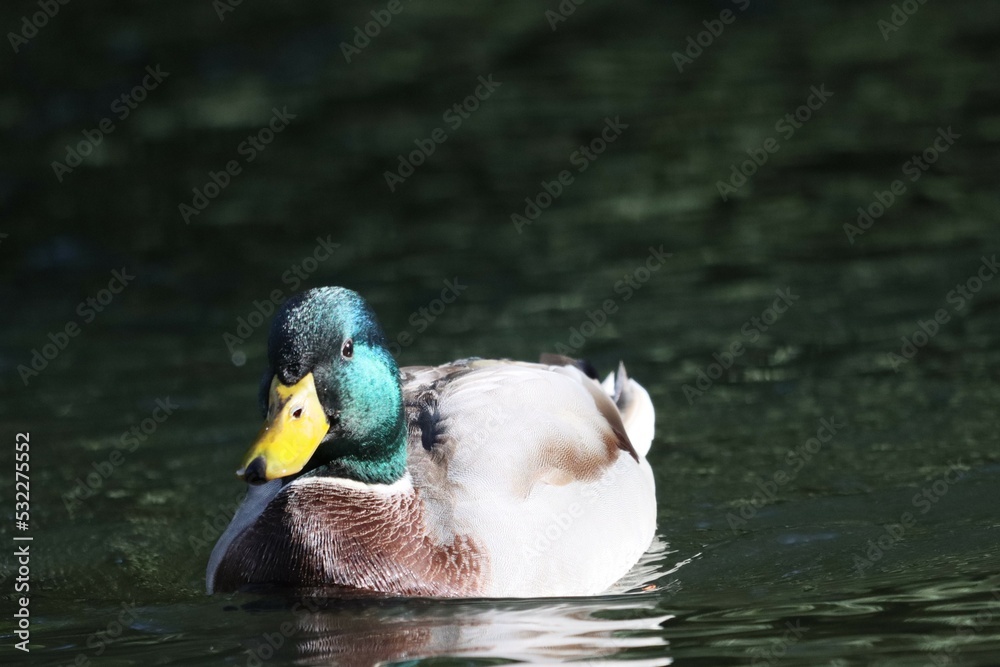 Obraz premium duck in water